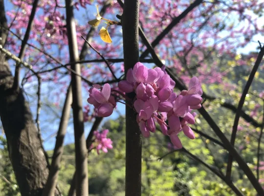 nature-printemps-fleurs-gorges-ardeche.jpg